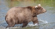 Fat Bear Week is here early, and the bears are fat and playful