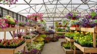 Sólo está hasta mañana: el mercadillo de plantas más famoso tiene las horas contadas en Madrid