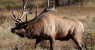 Elk bugling in Rocky Mountain National Park as ‘rut’ enters prime