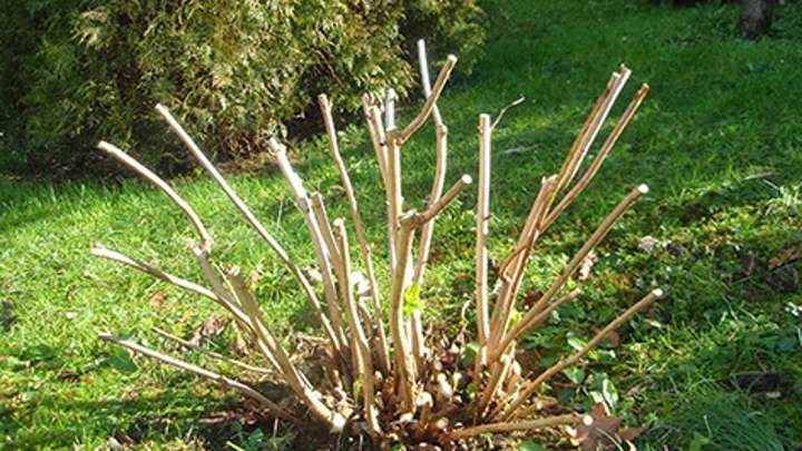 Así podan los japoneses sus hortensias en otoño para una recuperación espectacular