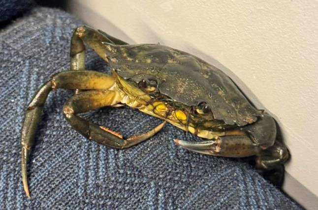 Passengers baffled to find live crab on train heading to the seaside