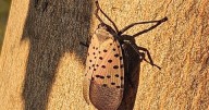 Spotted lanternfly invasion threatens local trees and grapevines