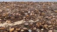Wildlife officials address horseshoe crabs washing up on beaches
