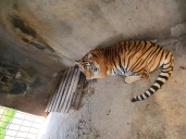 Durante cateo fueron asegurados cuatro felinos salvajes