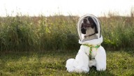 Perra policía jubilada ayuda a investigadores de la Universidad Estatal de Michigan a detectar temible plaga que afecta a abejas en Estados Unidos