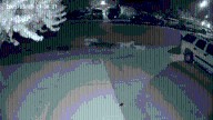 Capturan a perros que mataban a gatos en California
