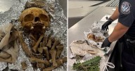 CBP officers at Florida airport discover human skull and bones in luggage, passenger claims ritual use