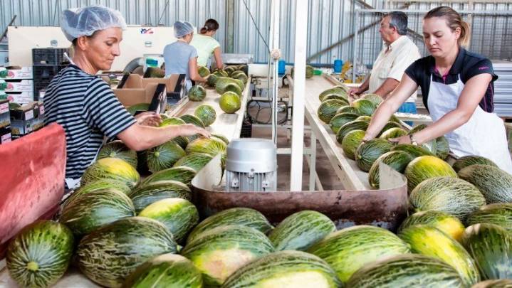 El exceso de oferta hunde la campaña de melón y sandía con pérdidas millonarias