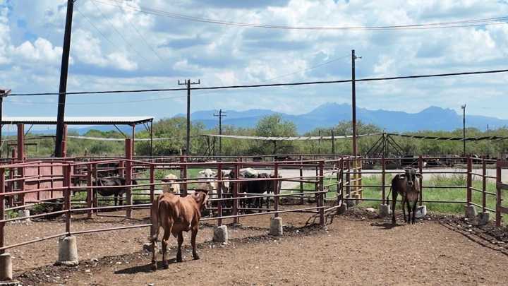 ¿Casos de Gusano Barredor de Ganado en Puebla? Implementan Cerco Zoosanitario en la Sierra Negra