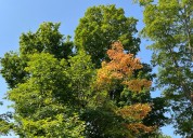 Flashes of color hint at fall