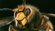 Inquietante alerta en EE. UU.: avispas carnívoras invasoras ya se expanden por todo el país