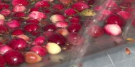 ‘Community crop’: Cranberry harvest on track to lead U.S. for 31st year
