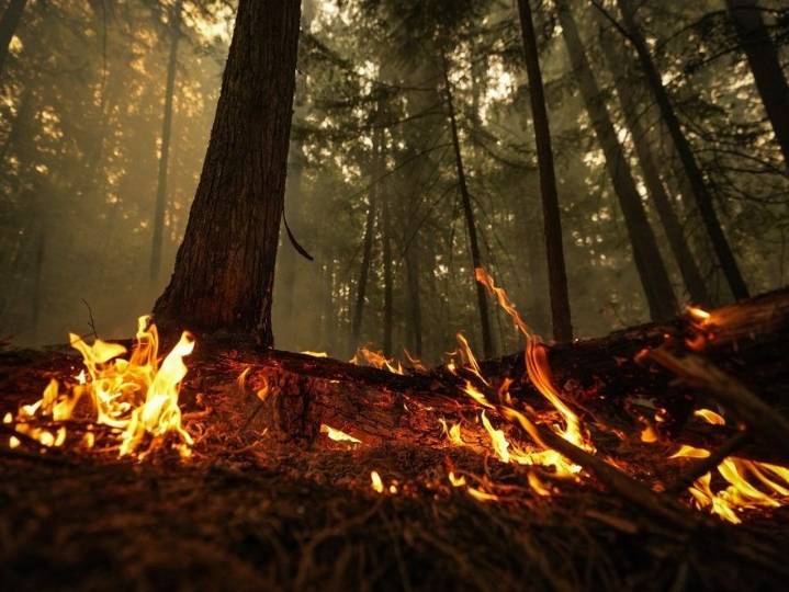 Study: 2023 Canadian wildfire smoke caused more than 80K deaths