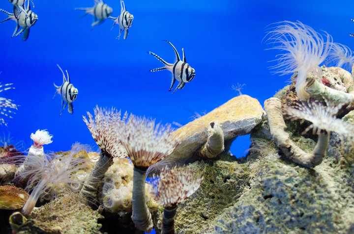 UN welcomes ratification of ocean biodiversity protection agreement