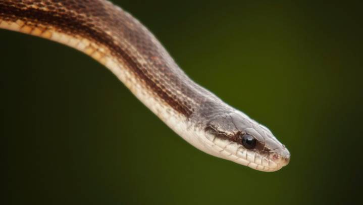 Is RI largest snake near your home? It can grow up to 8 feet long