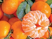 Capital de cítricos… con mandarinas exportadas; crisis agrícola en Veracruz
