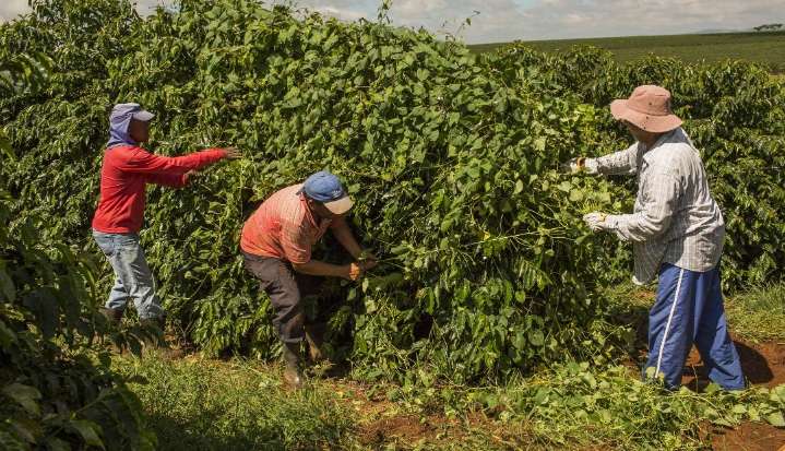 Contrato más activo de café arábico cayó 3,6%, a US$3,7215 la libra en Nueva York