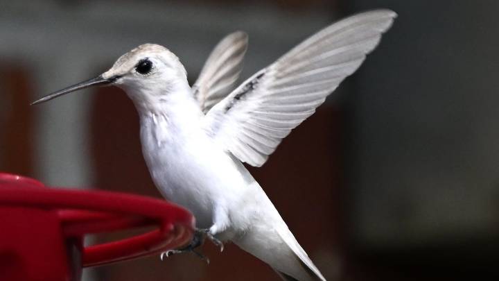 'Shocking and beautiful.' More rare white hummingbirds spotted in MS