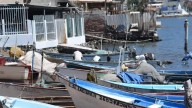 Pesca de camarón en Sonora se reactiva el 19 de septiembre