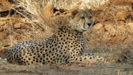 New Cheetahs Expected by Year