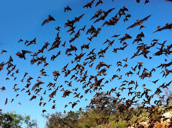 Houston Arboretum brings back free, family-friendly “Bat Fest” 🦇