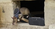 Ratas entrenadas en Tanzania detectan minas terrestres y tuberculosis, salvando vidas