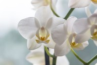 Del frenesí victoriano por las orquídeas hasta los plantines domésticos