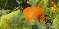 Leon County farm opens ‘U-Pick’ pumpkin patch just in time for fall