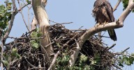 Perched Eagle