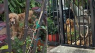 Texas Dog Forced To Live Outside Longs For A Life Beyond The Fence