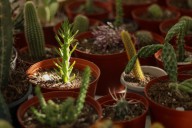 Será con temática de fiestas patrias la Feria de Productos Regionales