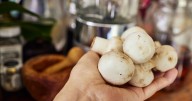 Free 15 minute hack makes mushrooms 20 times as nutritious