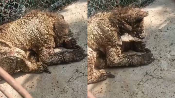 Separan del cargo a Coordinador de Zoológico La Pastora por mal estado de osa ‘Mina’