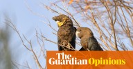 Australia’s quietest cockatoo is running out of trees. We have betrayed its gentle curiosity