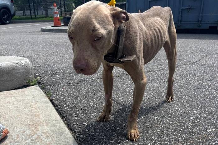 SPCA: Wyandanch Woman Accused of Starving Pet Pit Bull, Resisting Arrest