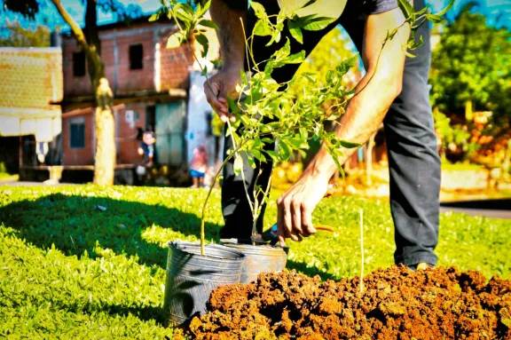 Buen árbol, buena sombra, buena vida