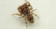 Giant hairy venemous spiders set to roam UK just like Australia