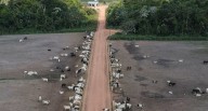 La ganadería sostenible podría frenar las emisiones de metano en Brasil, señalan ecologistas