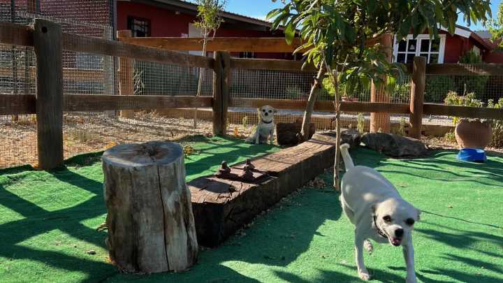 Residencias caninas en Huesca: una opción para que todos disfruten de días libres