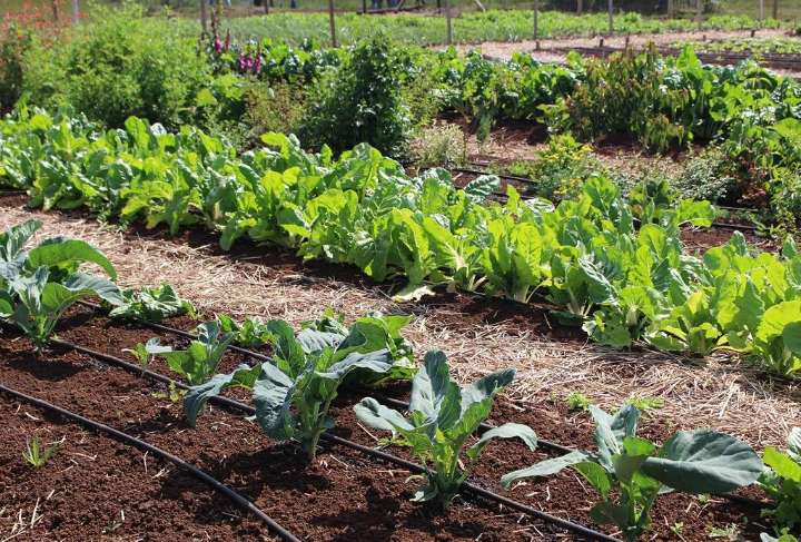 Partió la Encuesta Nacional Agropecuaria 2025, una nueva herramienta clave para la generación de estadísticas