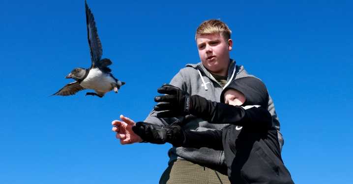 Why People in Iceland Are Tossing Baby Puffins Off Cliffs (On Purpose)