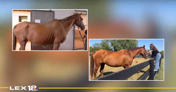 'God called me to her': Abused horse gets a second chance