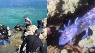 Bucean en la Laguna de Alchichica y revelan como viven los ajolotes