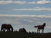 Protesters rally to "Save the Wild Horses" from contraception plan