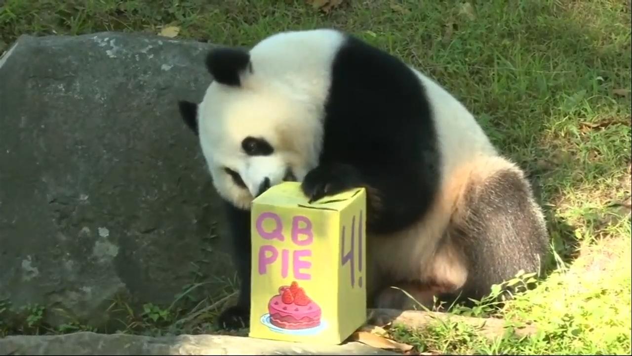 Panda Qing Bao celebrates 4th birthday at the National Zoo in Washington