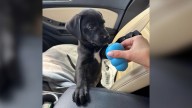 Washington Woman Adopts A Labrador, Then Makes A Shocking Discovery About His Breed