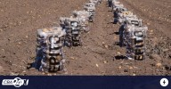 Sobreproducción de papa en Córdoba: caída del precio y trabajo a pérdida
