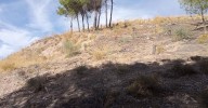 Ecologistas en Acción pide al Ayuntamiento de Granada información sobre la reforestación del Cerro de San Miguel