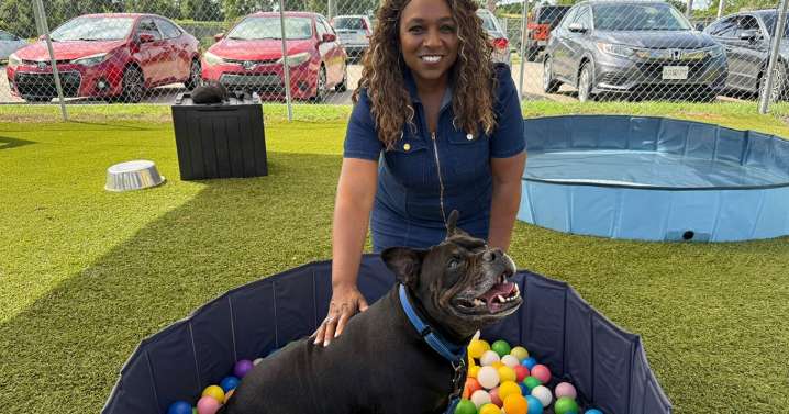 Fall in love with one of these Underdogs that are up for adoption this 'paw