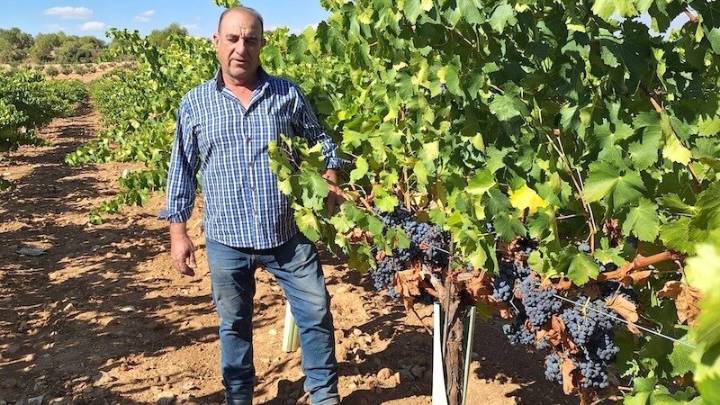 La DO Mondéjar inicia la vendimia con uvas de gran calidad y vinos prometedores